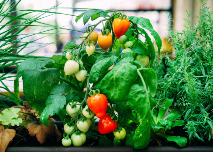Urban Gardening: Growing Fresh Food in Limited Spaces