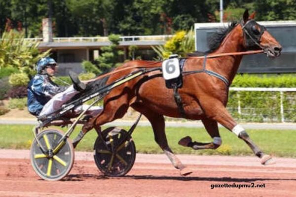 Percherdor Turf 100