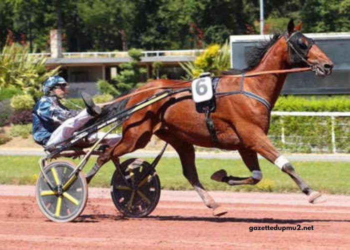 Percherdor Turf 100